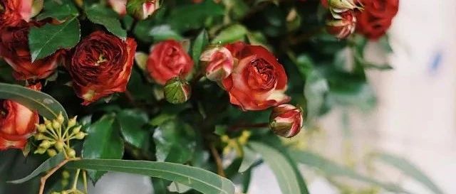 送给手残党的零基础冬季插花指南