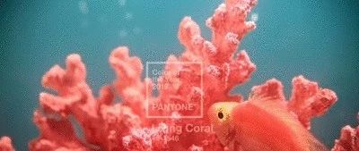 4种家居配色大法，教你玩转2019年度色彩“珊瑚橙”