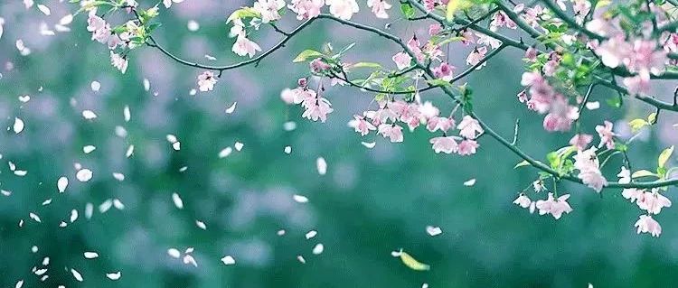 花朝节：留住春天 | 卖几千块的永生花，在家就能DIY