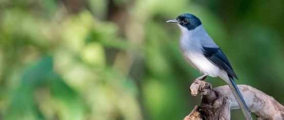 19世纪的鸟你见过吗？