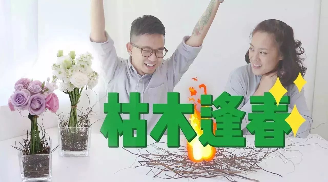这些年被我养死的植物，终于有了枯木逢春的机会